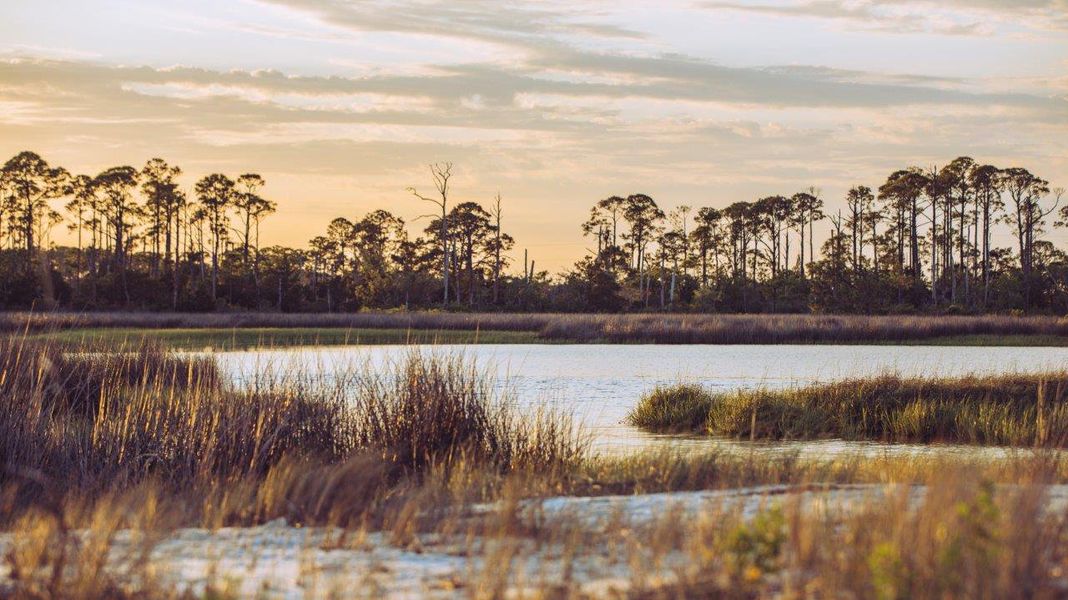 Natural surroundings and green spaces near Wesley Park in Crawfordville, FL (Image 12).