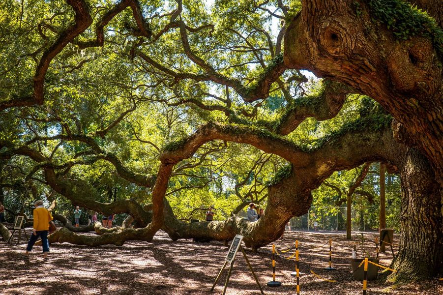 Johns Island Angel Oak Tree one of the oldest living trees in the country Johns Island Angel Oak Tree one of the oldest living trees in the country
