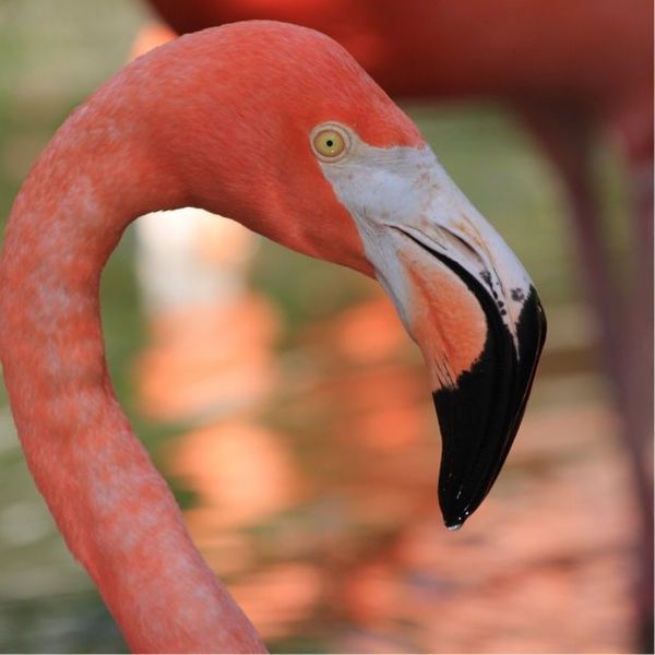 Image 8 of the Victoria Forest community in Jacksonville, FL.