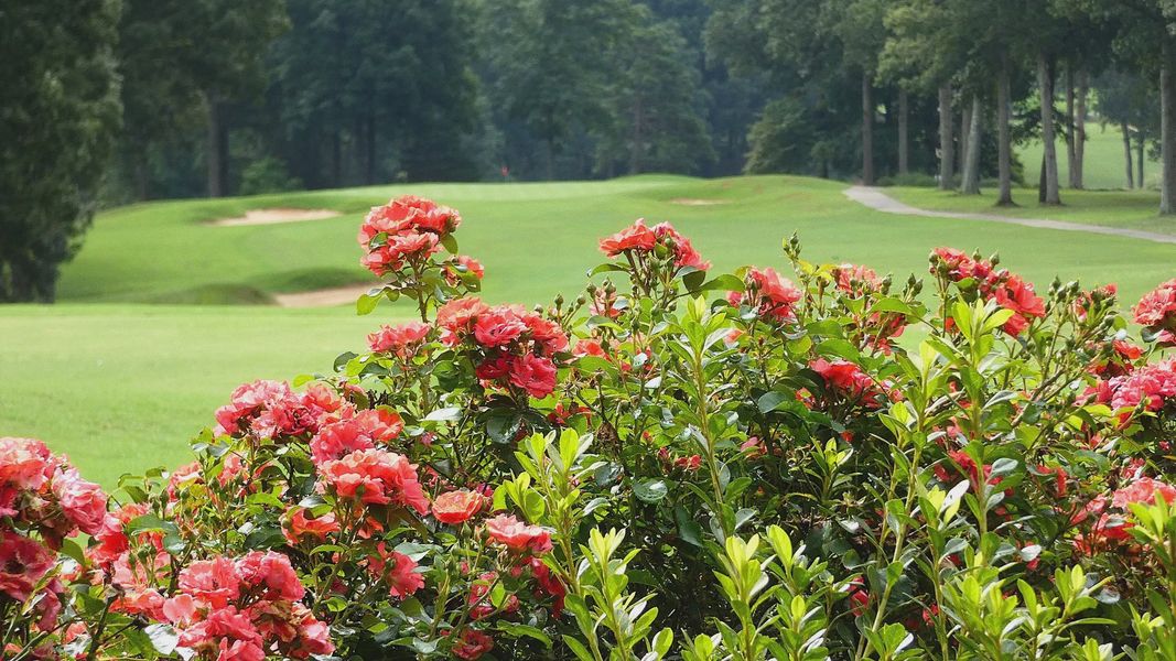 Natural surroundings and green spaces near The Villas at Pinewood in Asheboro, NC (Image 16).