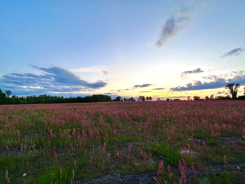 Natural surroundings and green spaces near Riverfall in Angier, NC (Image 7).