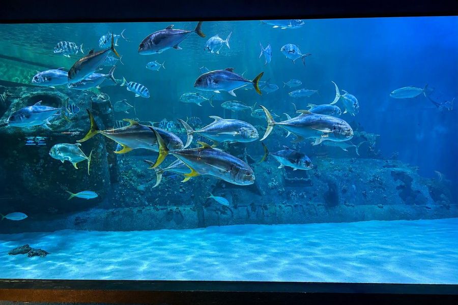 See Marine Life Up Close at the Nearby Emerald Isle Aquarium See Marine Life Up Close at the Nearby Emerald Isle Aquarium