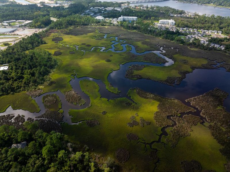 Natural surroundings and green spaces near Egret Creek in Jacksonville, FL (Image 17). Natural surroundings and green spaces near Egret Creek in Jacksonville, FL (Image 17).