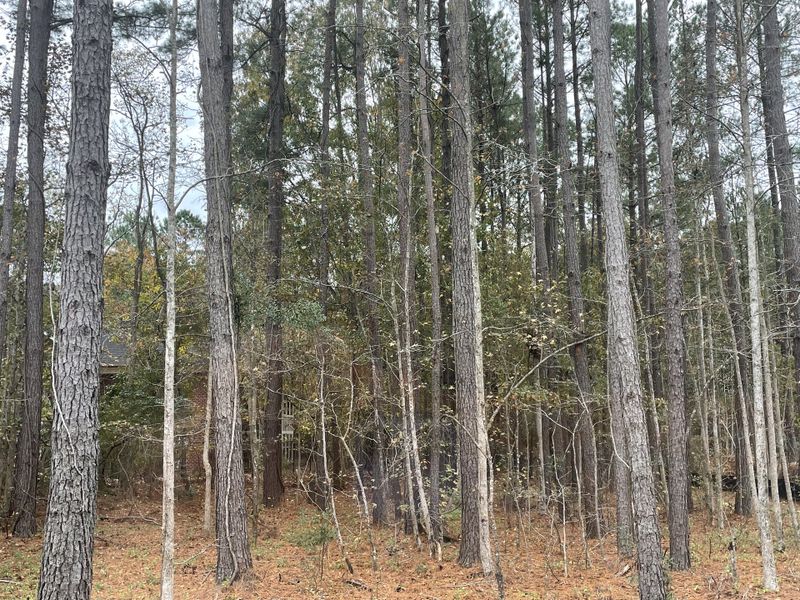 A serene forest view in The Townes at Merrimack by D.R. Horton, showcasing towering trees in Moncks Corner, SC. A serene forest view in The Townes at Merrimack by D.R. Horton, showcasing towering trees in Moncks Corner, SC.