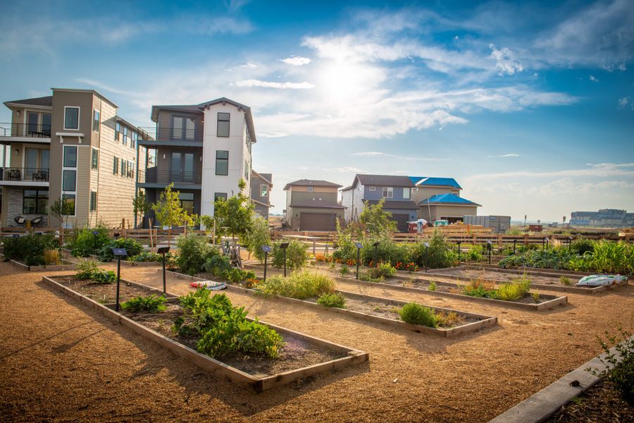 Community gardens with 40 plots where residents can grow their own fruits, herbs, and vegetables.