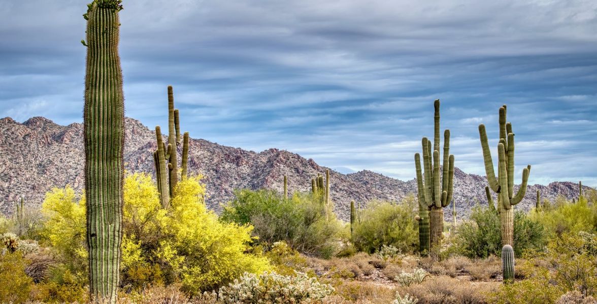 Cacti near White Tank Mountain