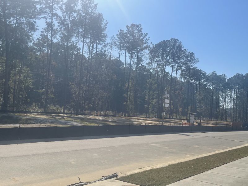 A serene road lined with tall trees in Ashley Cove by Eastwood Homes, Summerville, SC.