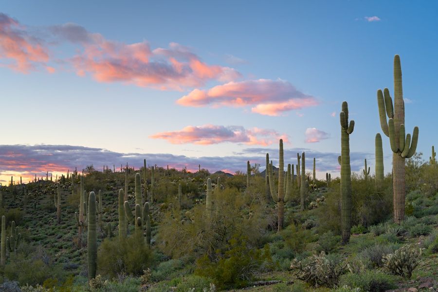 Natural surroundings and green spaces near Saddleback in Peoria, AZ (Image 10). Natural surroundings and green spaces near Saddleback in Peoria, AZ (Image 10).