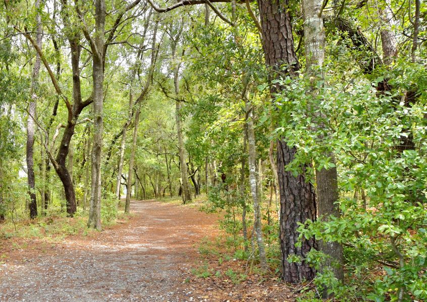 Natural surroundings and green spaces near Homesteads at Point Caswell in Columbia, NC (Image 12).