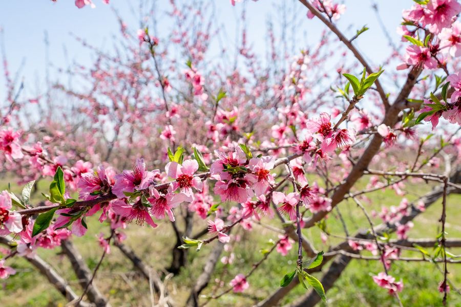 Image 36 of the Dove Hollow community in Chesnee, SC.