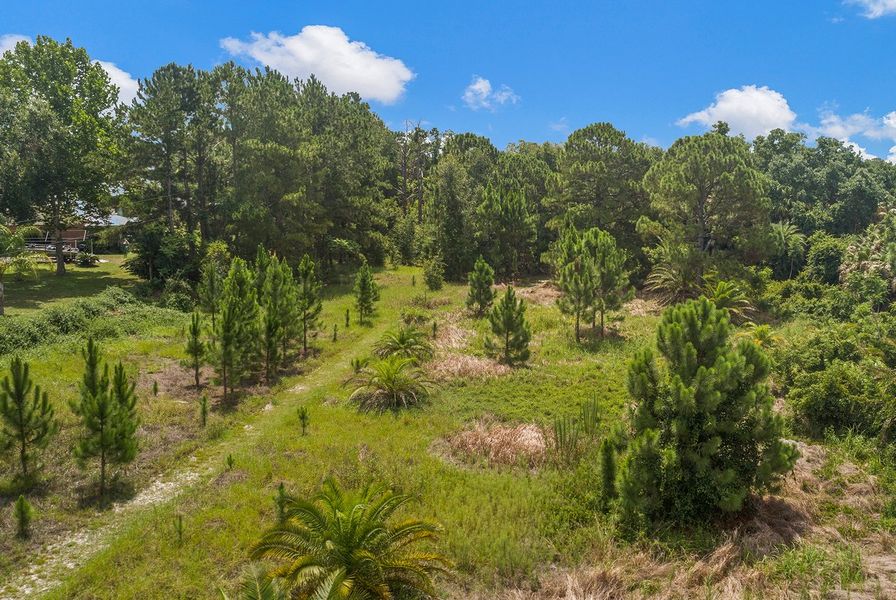 Winter Haven Michael V Lewis Arboretum 7 3 25