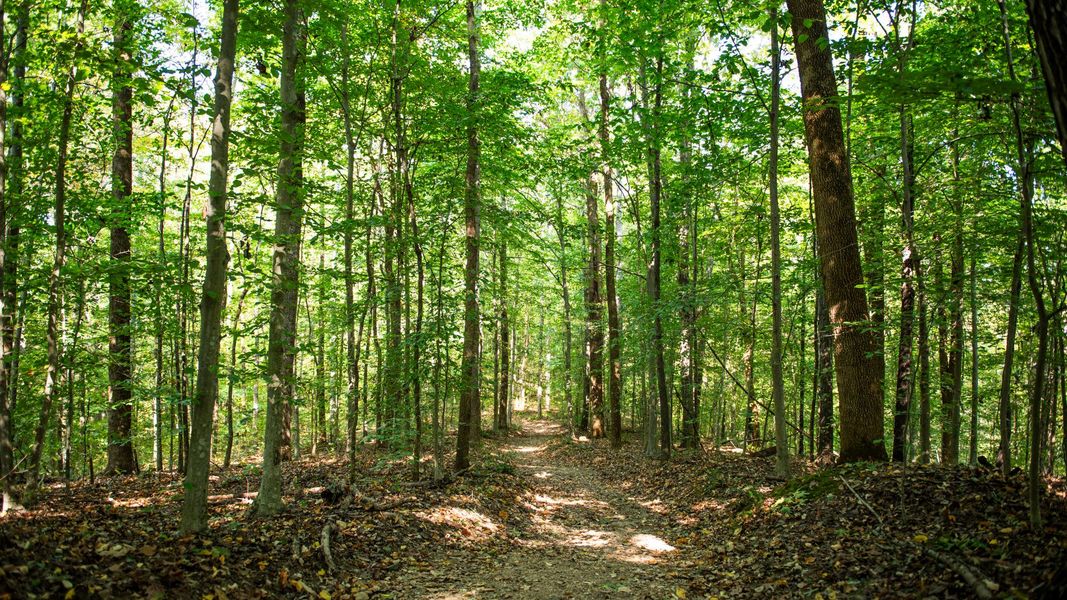 Natchez Trace, just one of the many options for hiking, running, and biking in Franklin