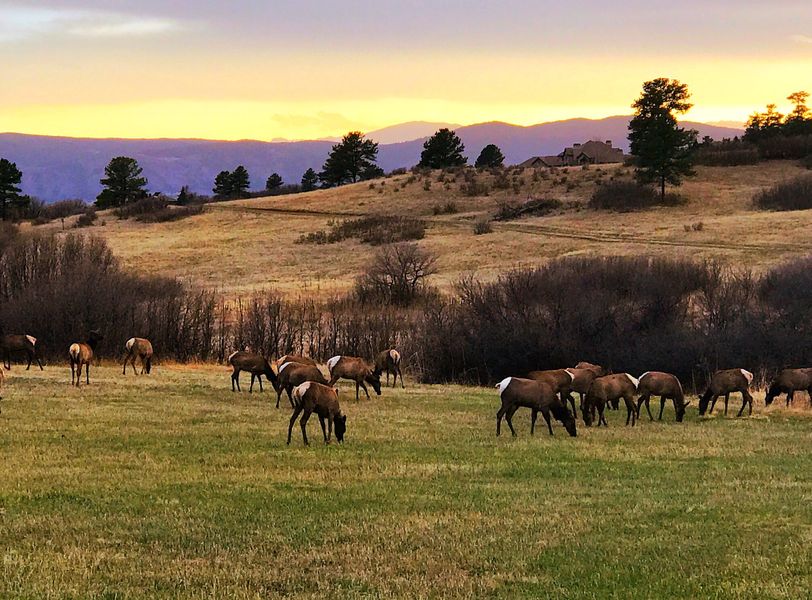 Natural surroundings and green spaces near The Summit at Castle Pines in Castle Pines, CO (Image 49).