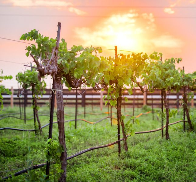 Natural surroundings and green spaces near Harvest Green in Richmond, TX (Image 26). Natural surroundings and green spaces near Harvest Green in Richmond, TX (Image 26).
