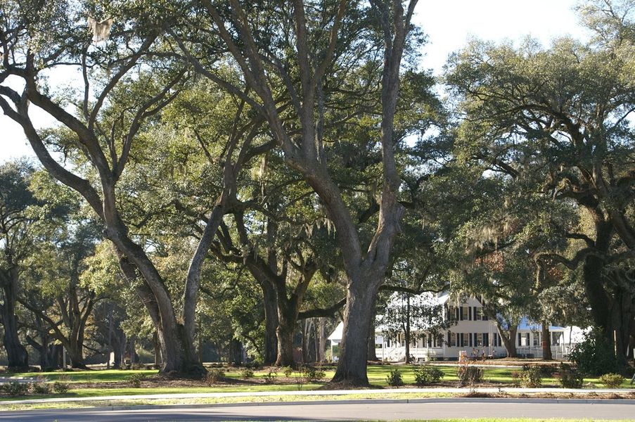 Ancient Oaks Canopy Hundred Oaks Drive