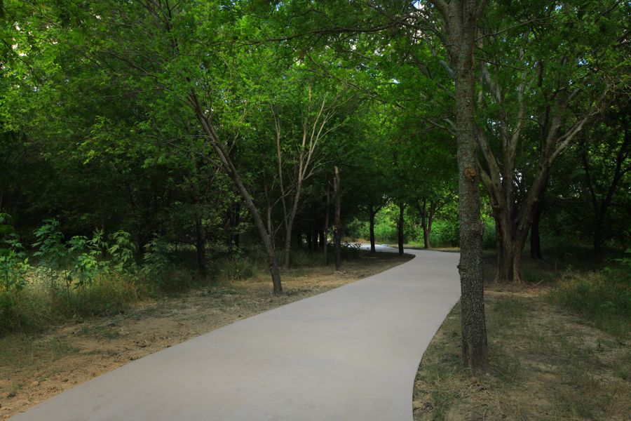Treeline walking trails