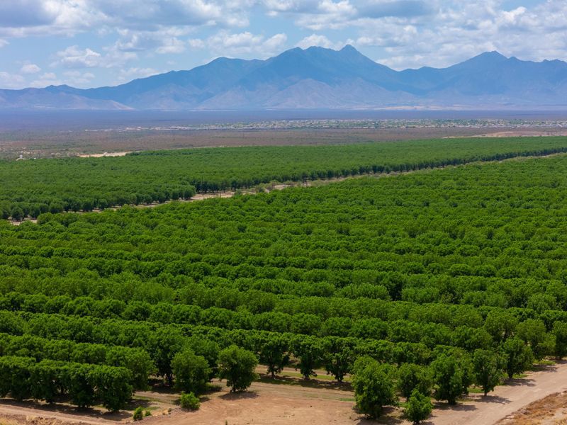 A large green field with mountains in the background.