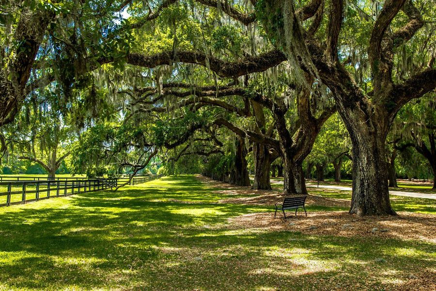 Natural surroundings and green spaces near Discover Series – Signature in Mount Pleasant, SC (Image 7).