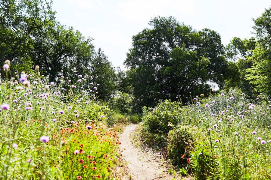 Wildflower Trails