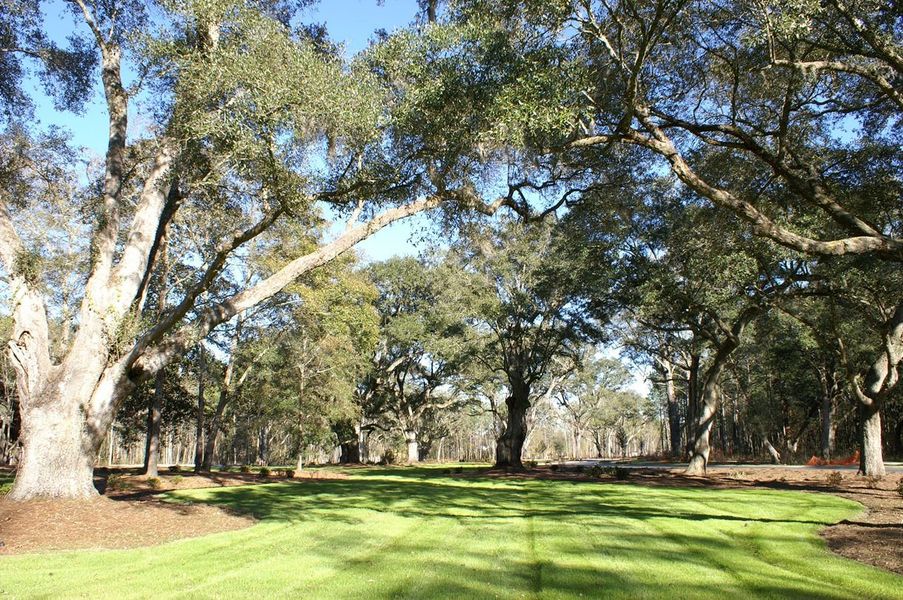 Ancient oaks are a signature of The Ponds Ancient oaks are a signature of The Ponds