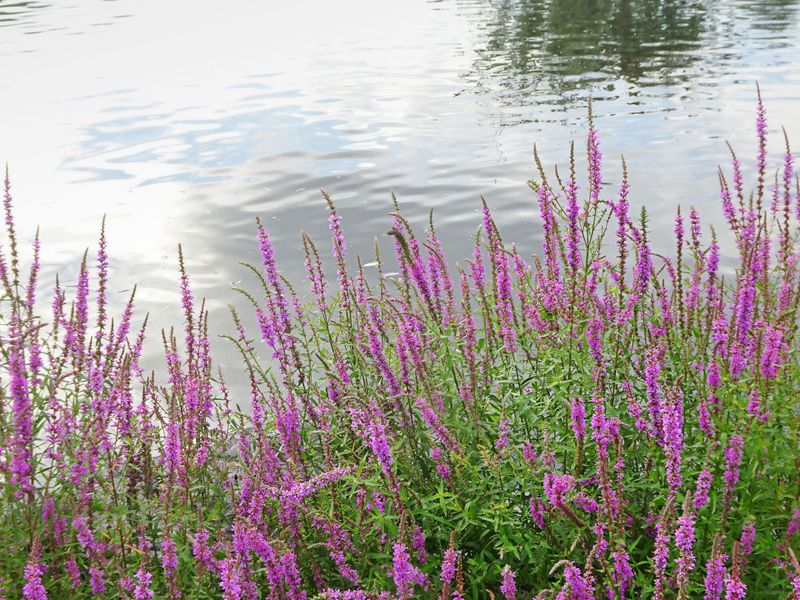 Natural surroundings and green spaces near Bloom in Fuquay Varina, NC (Image 12). Natural surroundings and green spaces near Bloom in Fuquay Varina, NC (Image 12).
