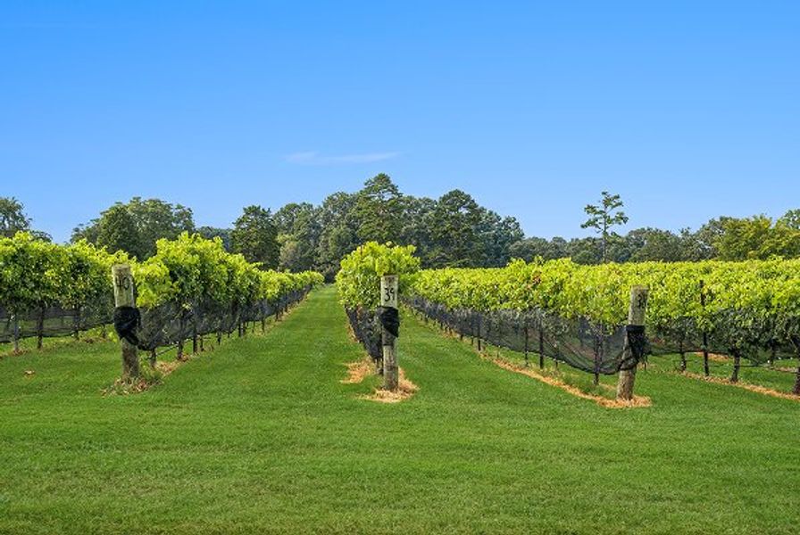 Troutman Davesté Vineyard 3of3