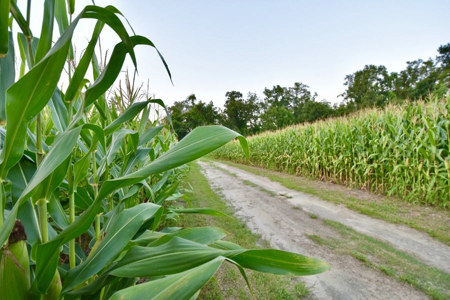 Natural surroundings and green spaces near Belvedere Plantation in Hampstead, NC (Image 25).