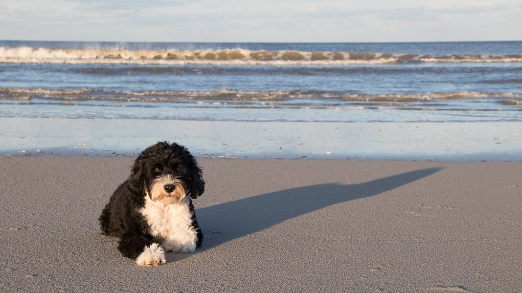 Image 38 of the Enclave at Treaty Oaks community in St. Augustine, FL.