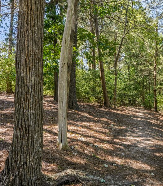 Natural surroundings and green spaces near Holding Village in Wake Forest, NC (Image 4).