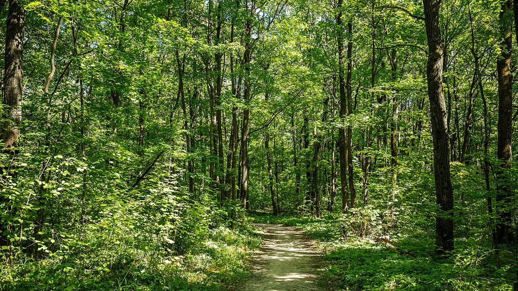 N Pic Nature Trail Forest Foliage N Pic Nature Trail Forest Foliage