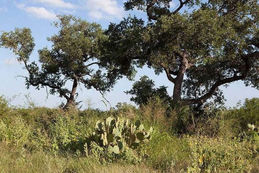 Image 5 of the Fronterra at Westpointe: 50ft. lots community in San Antonio, TX.