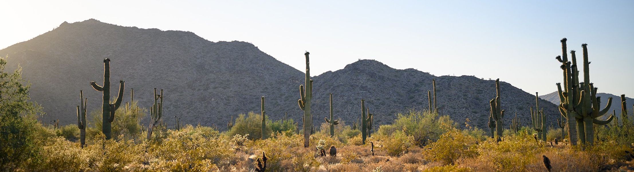 Natural surroundings and green spaces near Frontera in Surprise, AZ (Image 3).