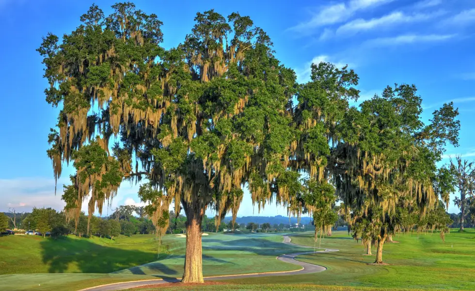 Natural surroundings and green spaces near Build On Your Land in Ocala, FL (Image 13).