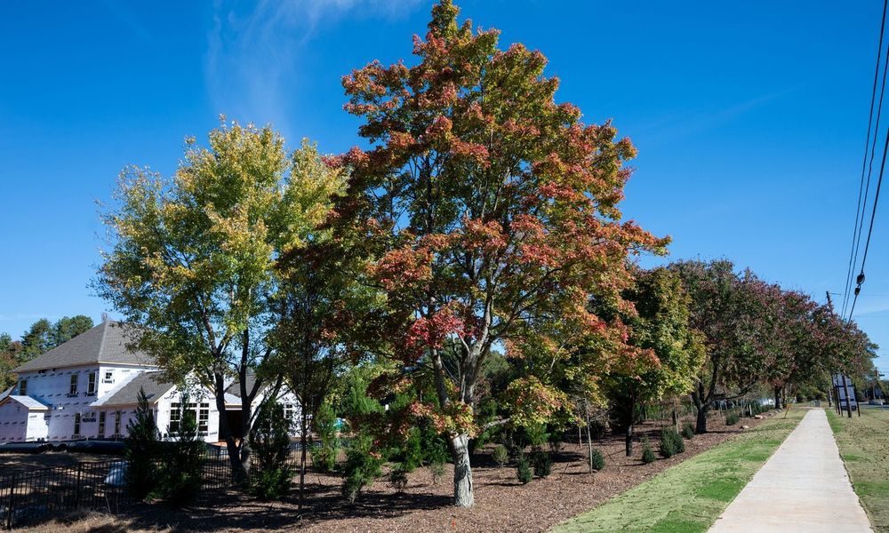 Natural surroundings and green spaces near Enclave at McKee in Charlotte, NC (Image 7).