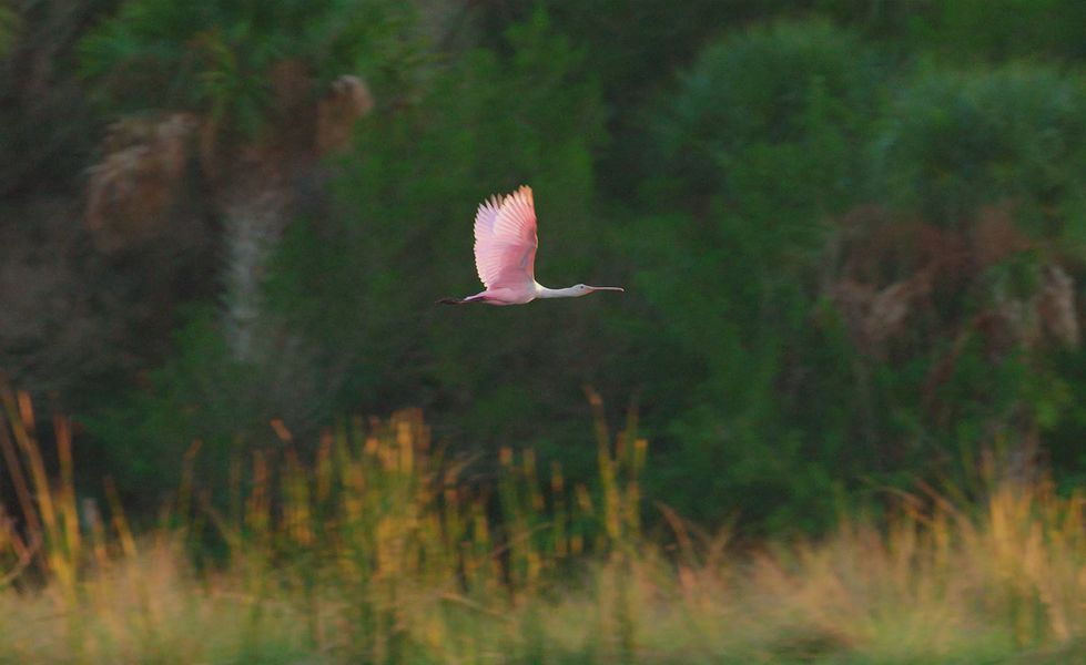 Natural surroundings and green spaces near Madeira at St Augustine in St. Augustine, FL (Image 6).