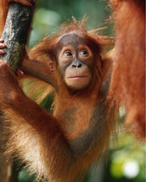 Image 8 of the Osprey Landing community in Jacksonville, FL. Image 8 of the Osprey Landing community in Jacksonville, FL.