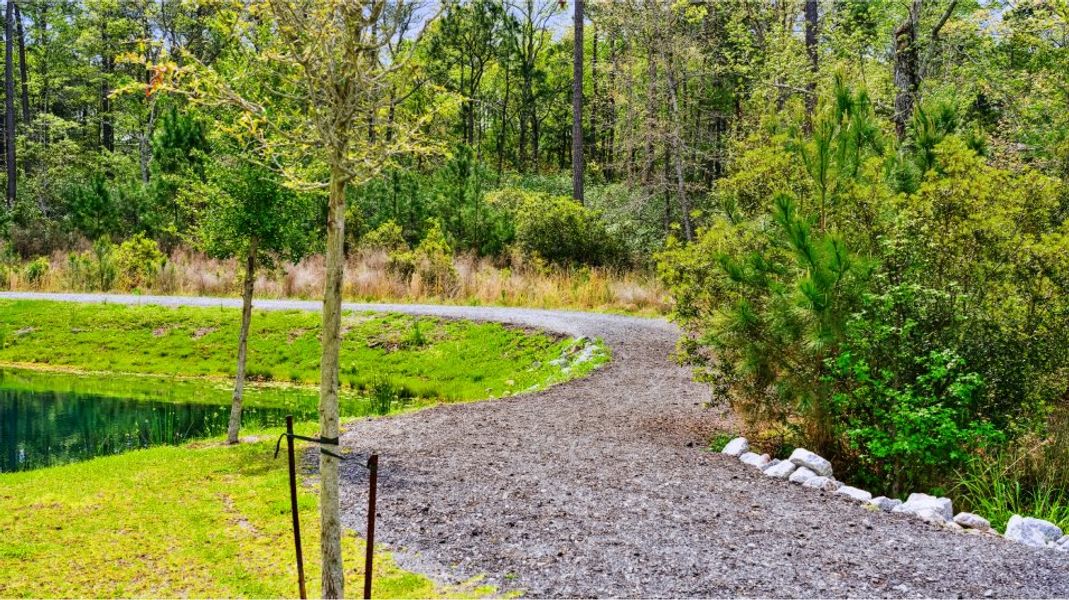 Cameron woods walking trail Cameron woods walking trail