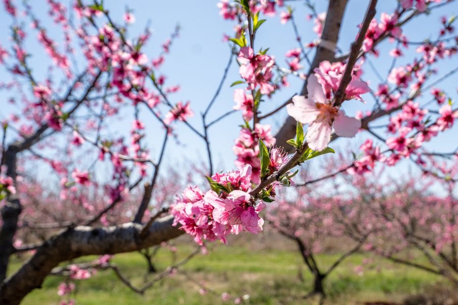 Image 30 of the Richmond Hill community in Inman, SC.