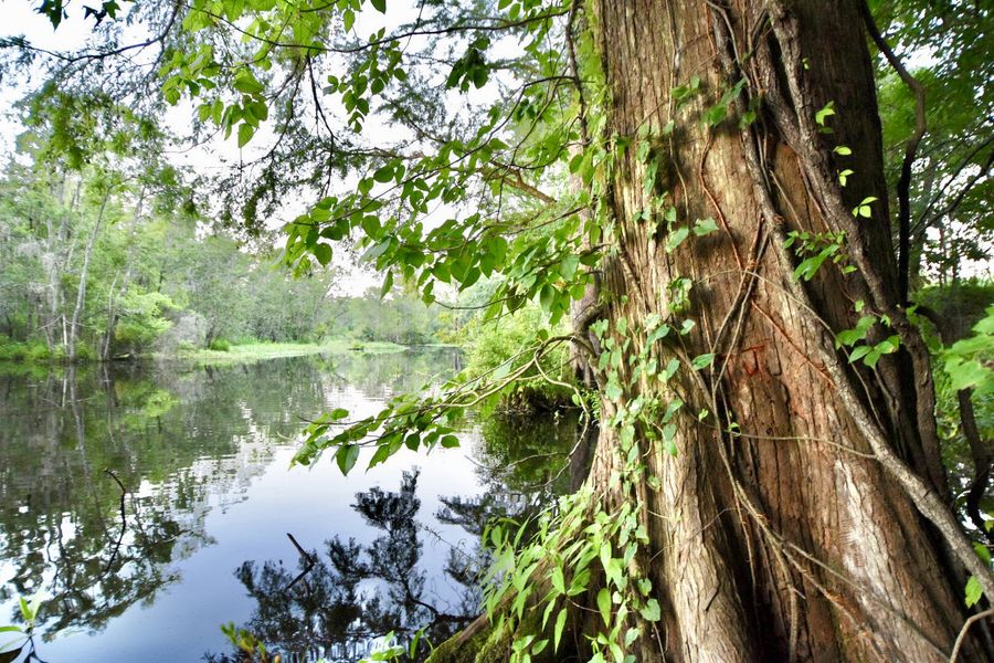 Natural surroundings and green spaces near Pine Ridge in Castle Hayne, NC (Image 35).