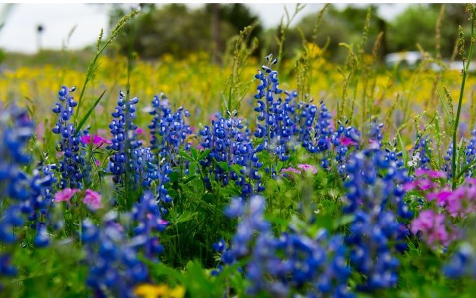 Image 7 of the Cross Creek Ranch: Urban Villas Collection community in Fulshear, TX.
