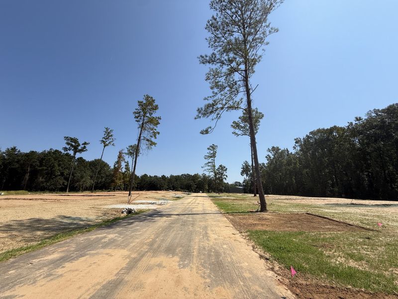 Natural surroundings and green spaces near Pine Street in Yemassee, SC (Image 19).