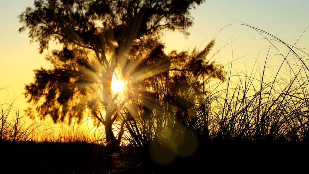 Natural surroundings and green spaces near Vistera of Venice Real Estate and Homes for Sale in Venice, FL - Neal Communities in Nokomis, FL (Image 30).