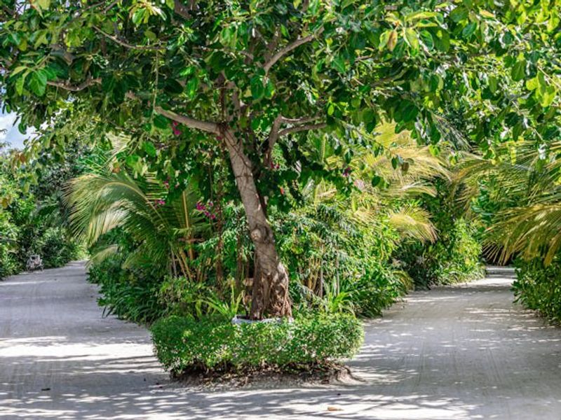 Natural surroundings and green spaces near The Strand in Vero Beach, FL (Image 109).
