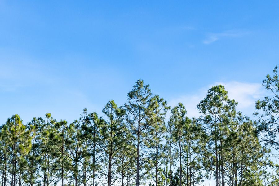 Natural surroundings and green spaces near Salt Grass at Ward Creek in Panama City Beach, FL (Image 88). Natural surroundings and green spaces near Salt Grass at Ward Creek in Panama City Beach, FL (Image 88).