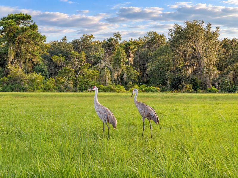 Natural surroundings and green spaces near Hontoon Reserve in Deland, FL (Image 12).