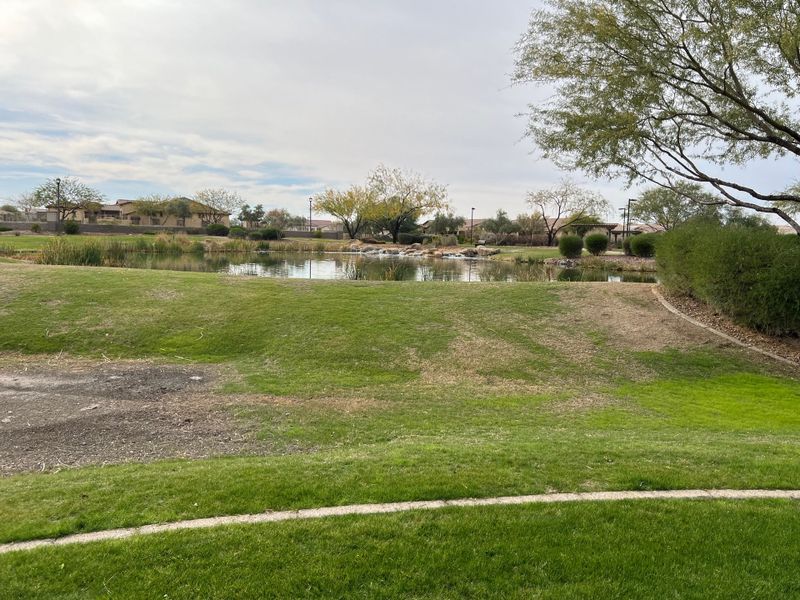 Serene landscape with a tranquil pond and lush greenery at CantaMia at Estrella 55+ by Taylor Morrison (Goodyear, AZ).
