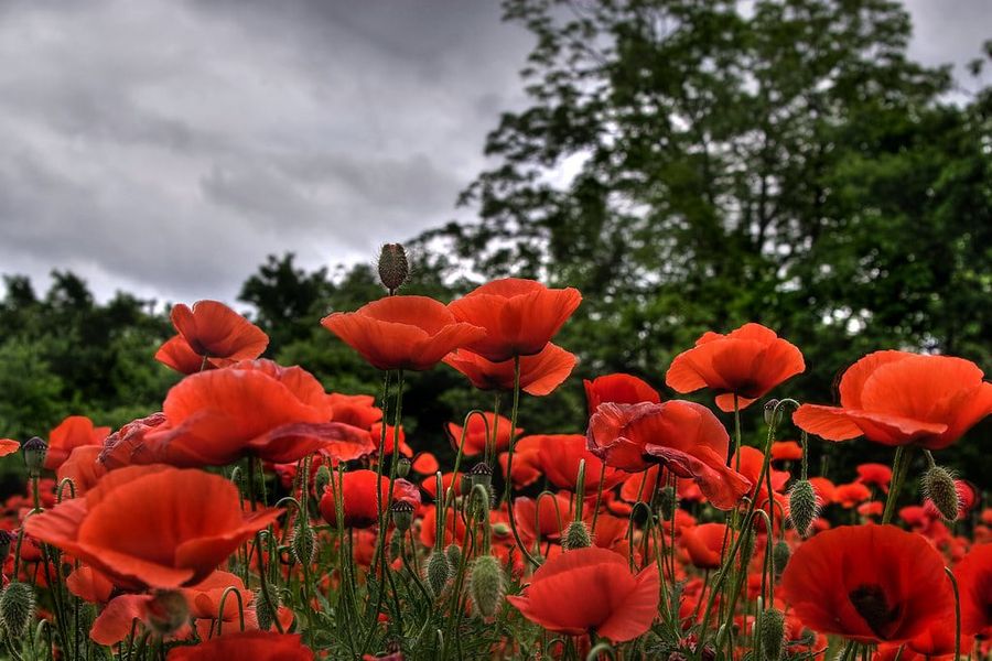Natural surroundings and green spaces near Heights at San Gabriel in Georgetown, TX (Image 43). Natural surroundings and green spaces near Heights at San Gabriel in Georgetown, TX (Image 43).