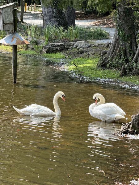 Image 8 of the Beechcreek community in Sumter, SC.