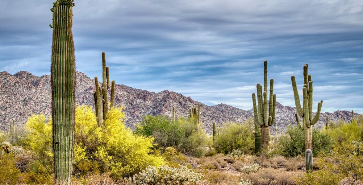 Cacti near White Tank Mountain