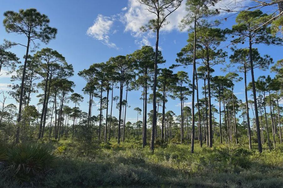Natural surroundings and green spaces near Brizo in Santa Rosa Beach, FL (Image 38).